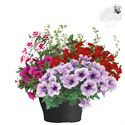 Afbeelding van TP26 Patio Mix 3